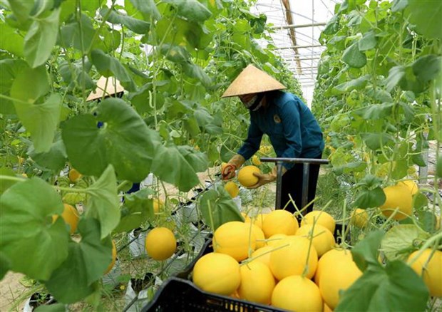 Cơ hội kết nối, phát triển chuỗi giá trị nông sản chủ lực của Việt Nam