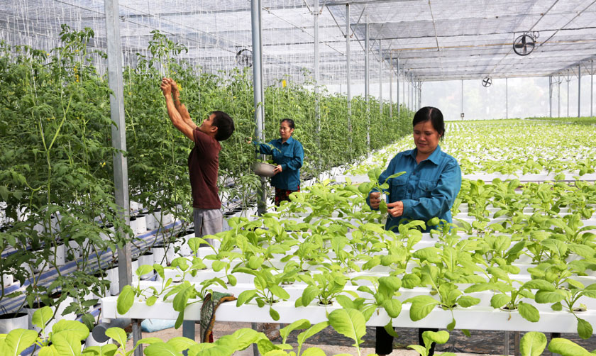 Cấp chứng nhận doanh nghiệp nông nghiệp ứng dụng công nghệ cao theo trình tự nào?