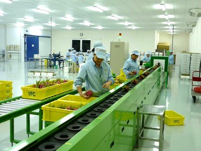 Dây chuyền sơ chế và phân loại hoa quả