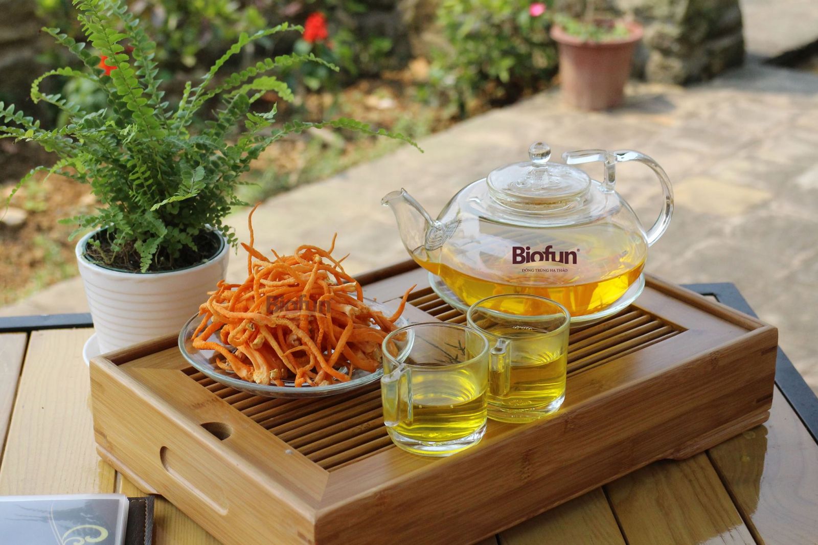 Đông Trùng Hạ Thảo Sợi Sinh Khối Tươi - BIOFUN